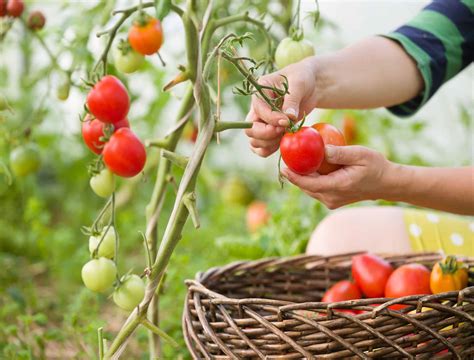 How and When to Harvest Tomatoes - Backyard Boss