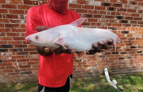 VIDEO: Have you ever seen an albino catfish? A man caught one in the Vermilion River on Sunday ...