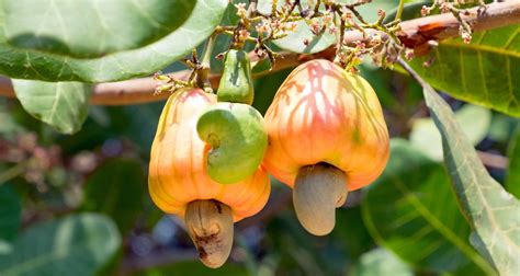 How to grow cashew nuts? Time and farming technique