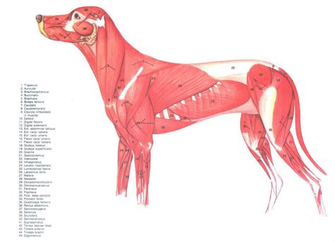 Canine muscles | Dog anatomy, Dog infographic, Animal drawings