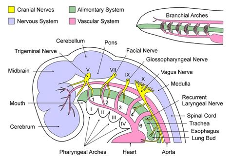 Pharyngeal Arches By