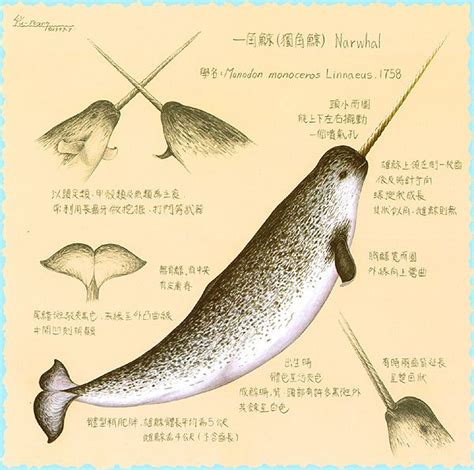 Narwhal Drawing