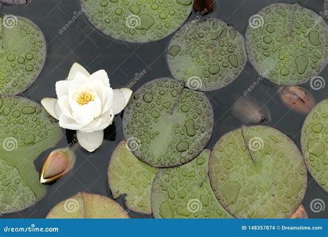 White water lily in a pond stock photo. Image of water - 148357874