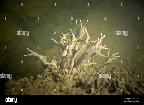 Freshwater sponge spongilla hi-res stock photography and images - Alamy