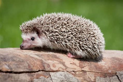 17 Different Types of Hedgehogs (Plus Fun Facts)