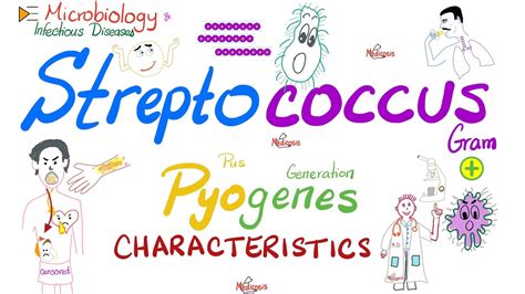 Streptococcus Pyogenes - Group A Strept (GABS) Characteristics ...