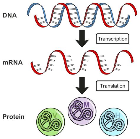 Coronavirus: A new type of vaccine using RNA could help defeat COVID-19