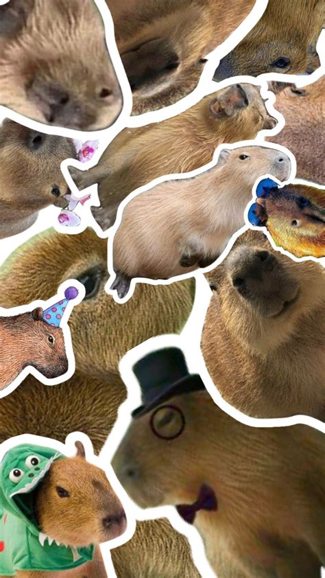 Cute Capybara Collage Wallpaper! #capybara #capybaraforlife #capybaraaesthetic # ...