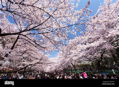 Ueno Park cherry blossom viewing Stock Photo - Alamy