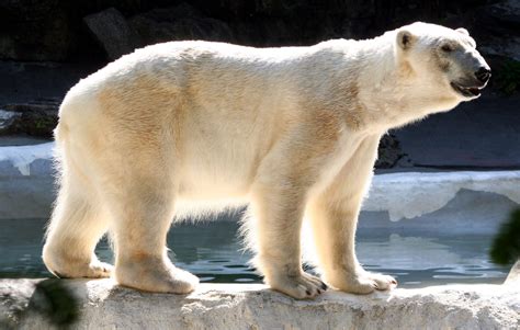 Endangered and Extinct Animals: Canada's Failure to Protect Polar Bears ...