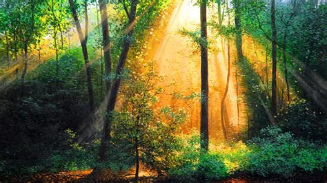 Sunrise Forest Wallpaper