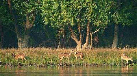 SUNDARBANS NATIONAL PARK