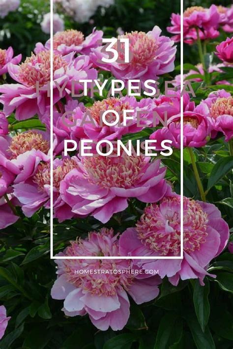 Incredible list of the many different types of peonies flowers. Includes all colors, bloom types ...