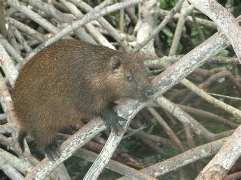 Cuban Hutia or Tree Rat by CazinaBottle on DeviantArt