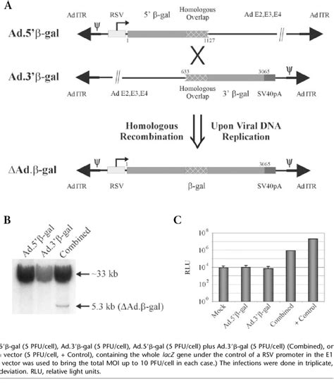 Reconstitution of the lacZ gene by homologous recombination between two... | Download Scientific ...