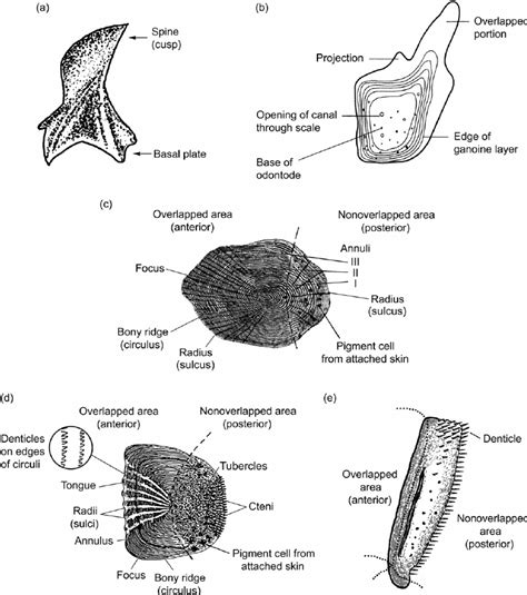 Individual fish scales showing some morphological features of major ...