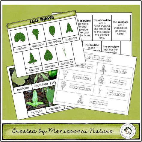 Leaf Shapes 3 Part Cards Facts Student Book - Montessori Nature Printables