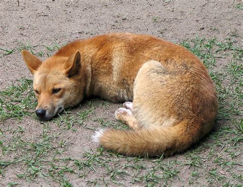 dingo Facts, information, pictures | Encyclopedia.com articles about dingo