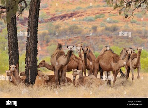 Australia, Outback, Northern Territory, Australian feral dromedary ...