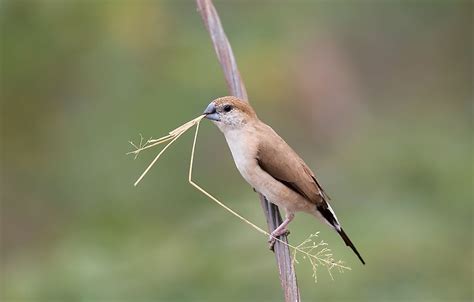 Native Birds of Afghanistan - WorldAtlas