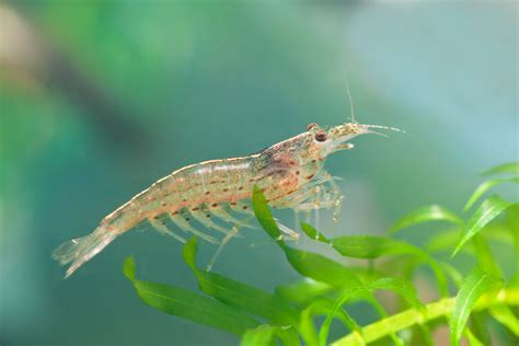 Amano Shrimp Species Profile