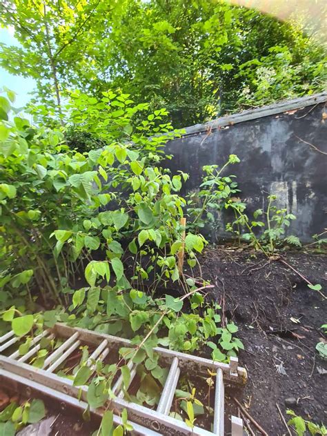 🏡 Methods for Permanent Japanese Knotweed Removal - Explained