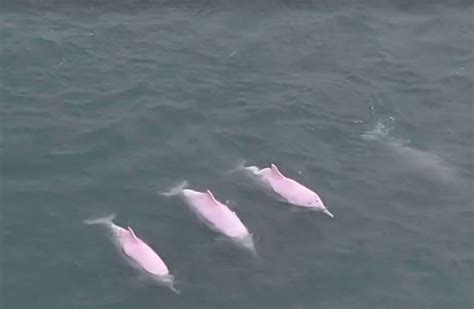 Yangtze River Dolphin Pink