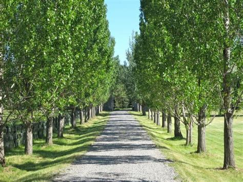 21 best images about Tree lined driveway on Pinterest | Plantation ...