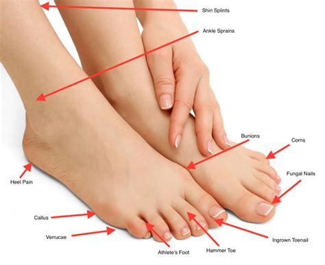 Overview Of Foot and Ankle Problems | Premier Foot & Ankle Center ...