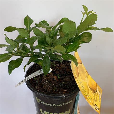 6" Eureka Lemon Tree - Flowers Talk Tivoli