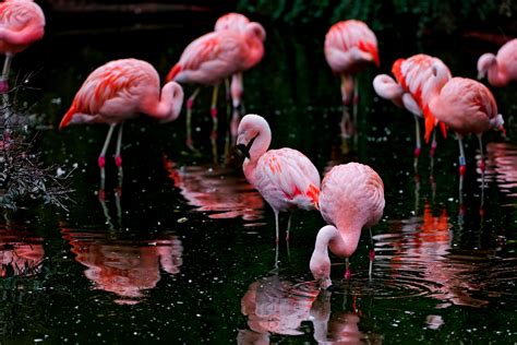 Flamingo flock, flamingoes HD wallpaper | Wallpaper Flare