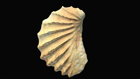 Pterotrigonia #2: Tennessee State Fossil - Download Free 3D model by Gray Fossil Site & Museum ...