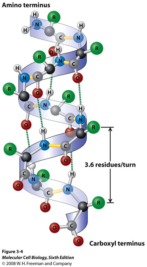 Differences between alpha helix and beta pleated sheet structures of ...