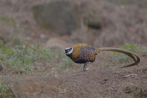 Reeves`s Pheasant stock photo. Image of henan, walking - 121614670