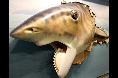 An Alaska Fossil of the Ancient Buzz Saw Shark, Lost for 29 Years, Goes ...