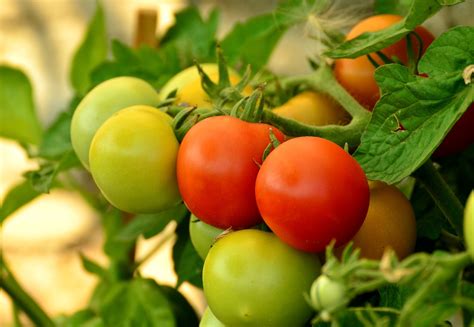 Five Questions to Ask Before Growing Tomatoes | Espoma