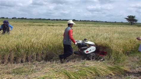 Rice harvesting machine - YouTube