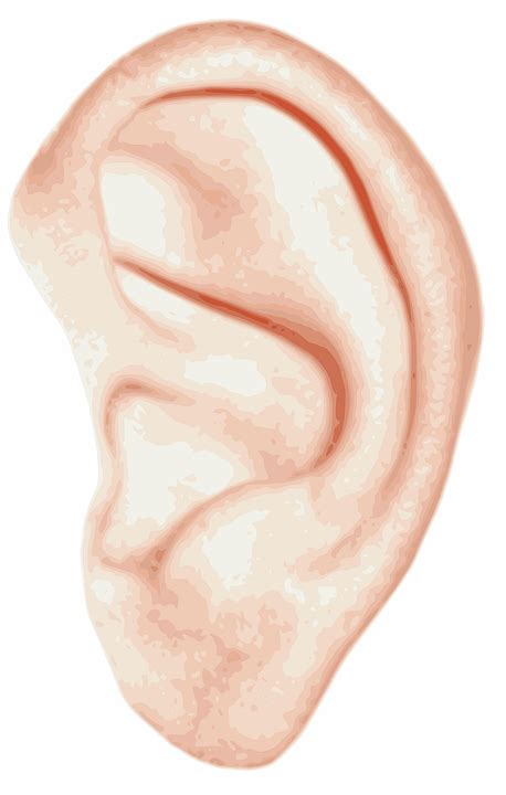 Ear Anatomy Human · Free vector graphic on Pixabay