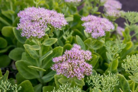 How to Grow and Care for Sedum (Stonecrop)