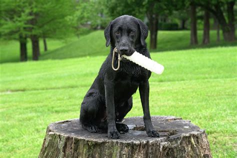 Dog Hunting Training in St. Charles, MO | Professional Dog Trainer