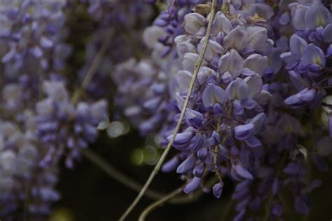 An Easy, Practical Care Guide for Your Beautiful Wisteria Vine - Garden ...