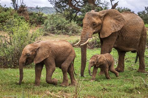 African Elephant Mom And Baby