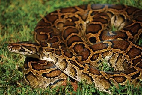 Invasive Burmese Python Poses Increasing Threat to Bird Species