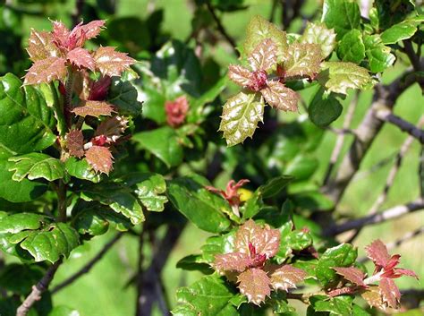 Quercus agrifolia - Trees and Shrubs Online