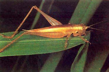 Field crickets - IRRI Rice Knowledge Bank