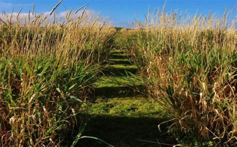 Reed Canary Grass as a Biomass Crop