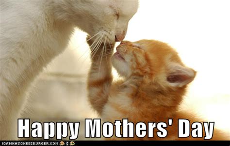 Lolcats: Happy Mother's Day! | Cats, Pretty cats, Funny cats