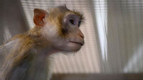 Lab monkey missing after escaping during Pennsylvania truck crash | news.com.au — Australia’s ...