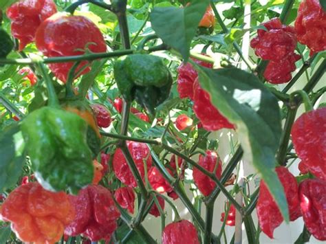 Trinidad Scorpion Butch T: 100 Seeds – one of the hottest Chilli in the world | Rahi SeedBank