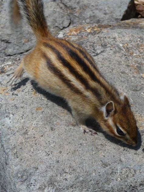 Siberian Chipmunk | Japan Experience